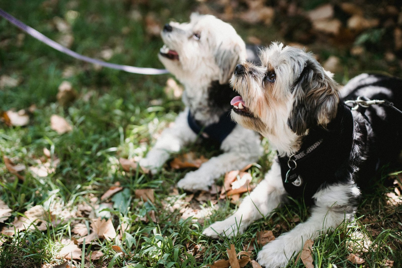 How Often Should You Walk Your Dog? The Ultimate Guide to Pawsome Pacing