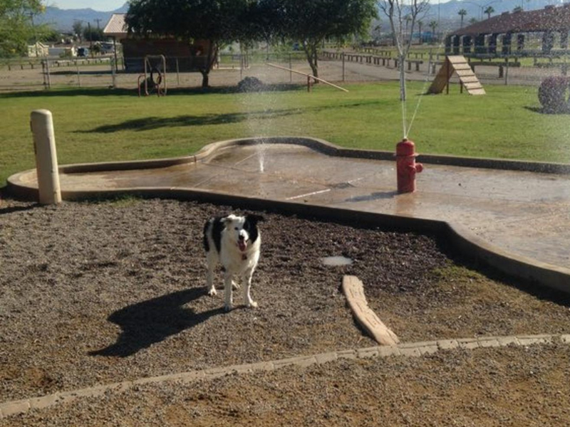 Bullhead City Dog Park Bullhead City Arizona