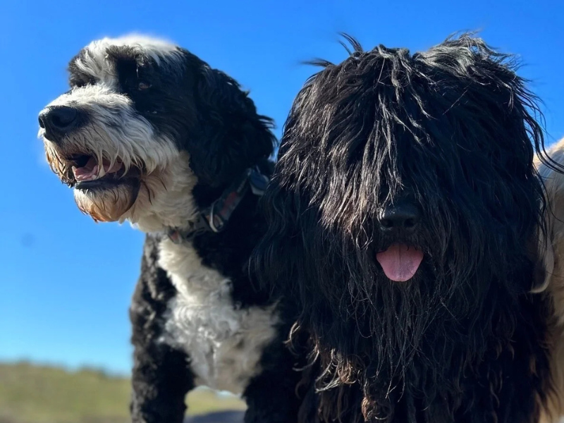 Cesar Chavez Dog Park Phoenix Arizona